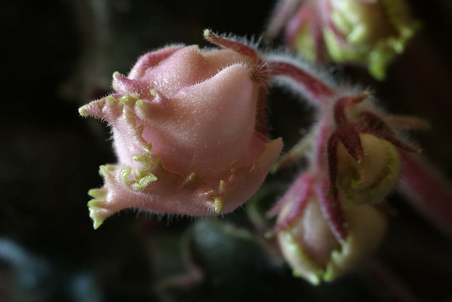 african violets, flower, macro, close-up, fragility, nature, HD wallpaper