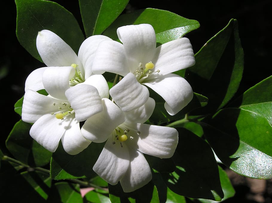 white flower, shrub, perfumed, flowering plant, petal, beauty in nature HD wallpaper