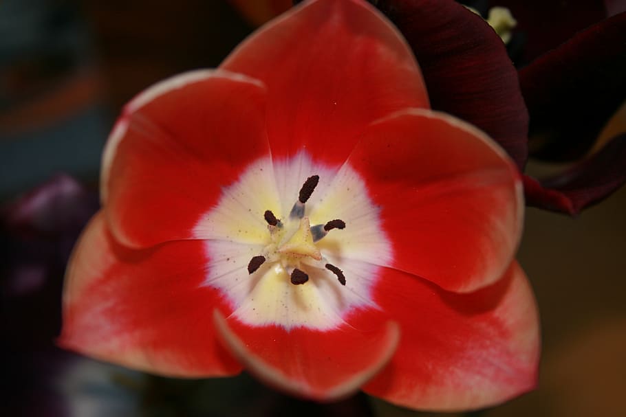 flower, red, nature, freshness, flowering plant, close-up, petal HD wallpaper