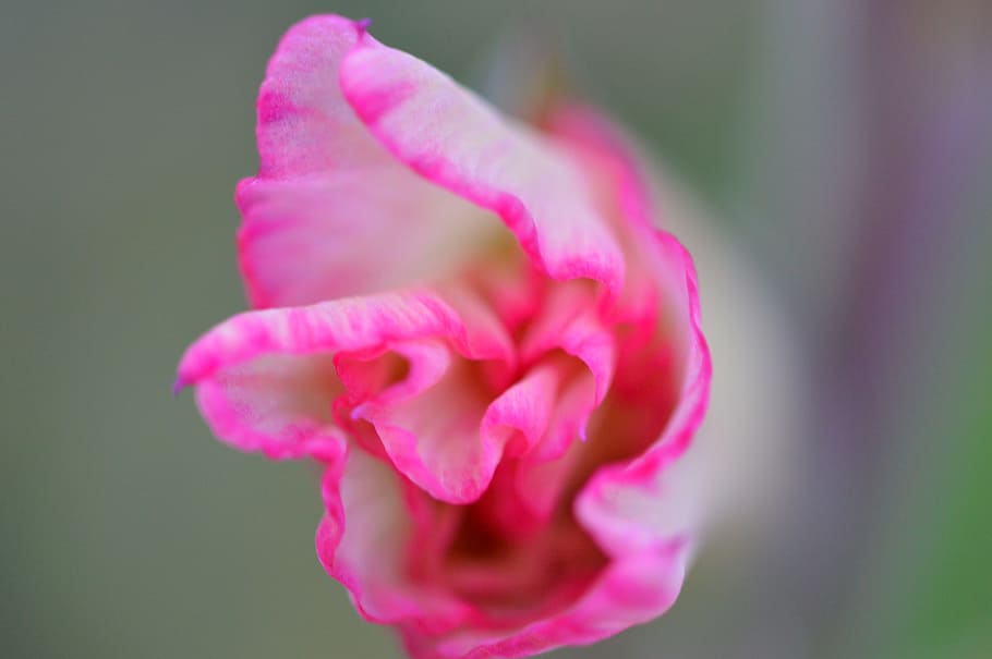 nature, petals, blur, flower, beautiful, bloom, blooming, blossom HD wallpaper