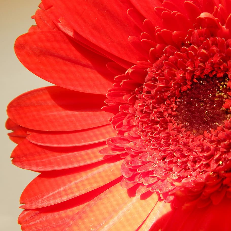 Daisy, Flower, Nature, Floral, red, blossom, bloom, vibrant HD wallpaper