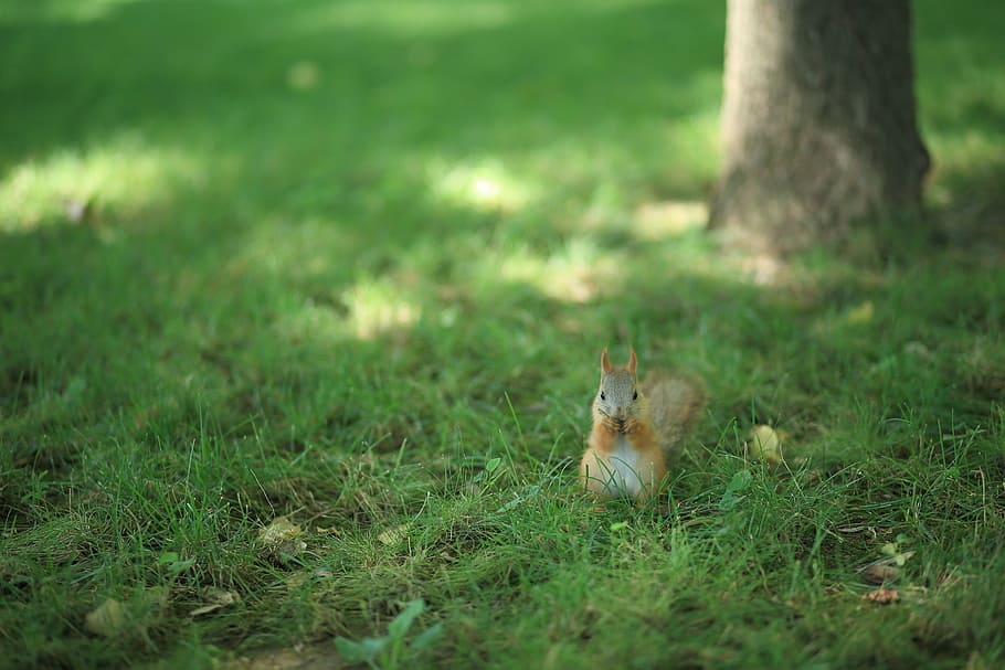 squirrel, squirrel on the grass, green, green grass, animal HD wallpaper