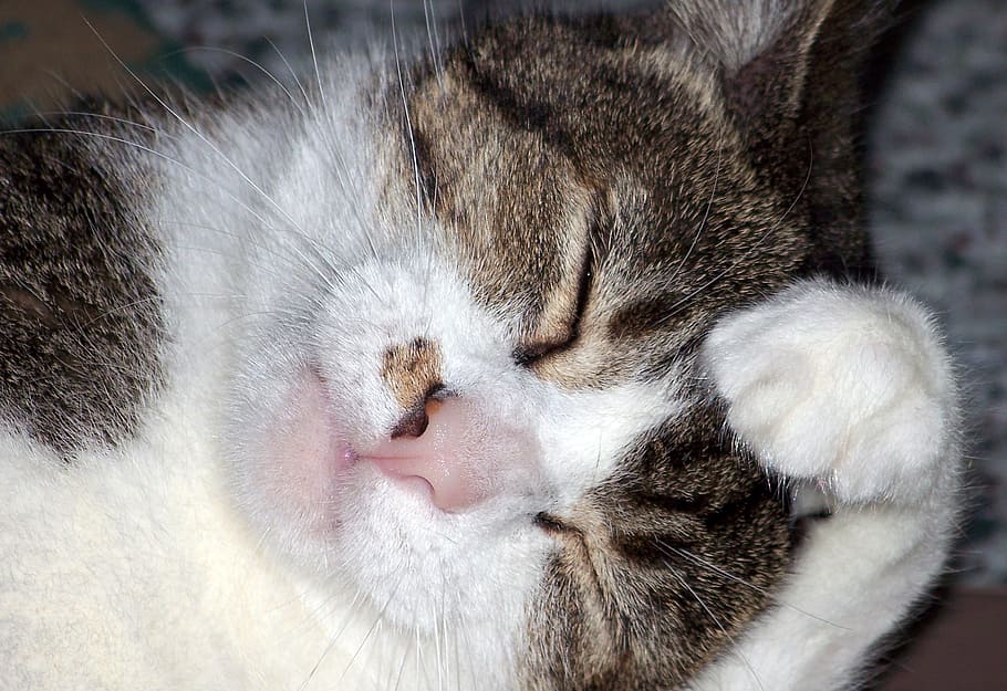 Cat, Wash, Face, Bath, washing, bathing, domestic cat, feline HD wallpaper
