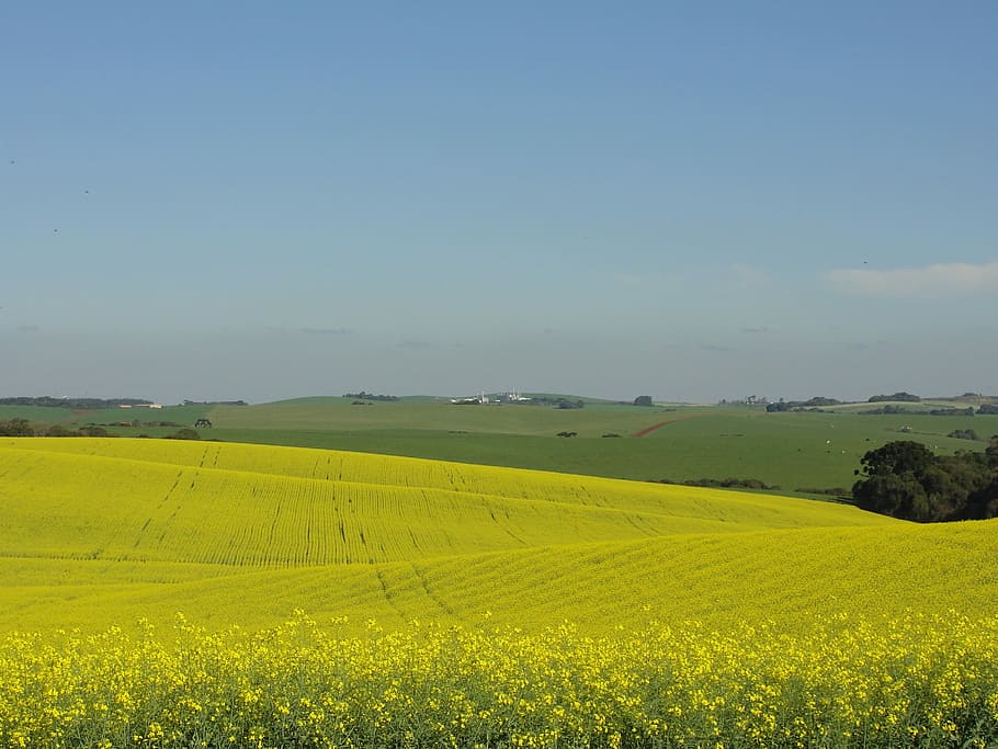 Fields, Canola, Flower, Nature, oilseed Rape, agriculture, rural Scene HD wallpaper