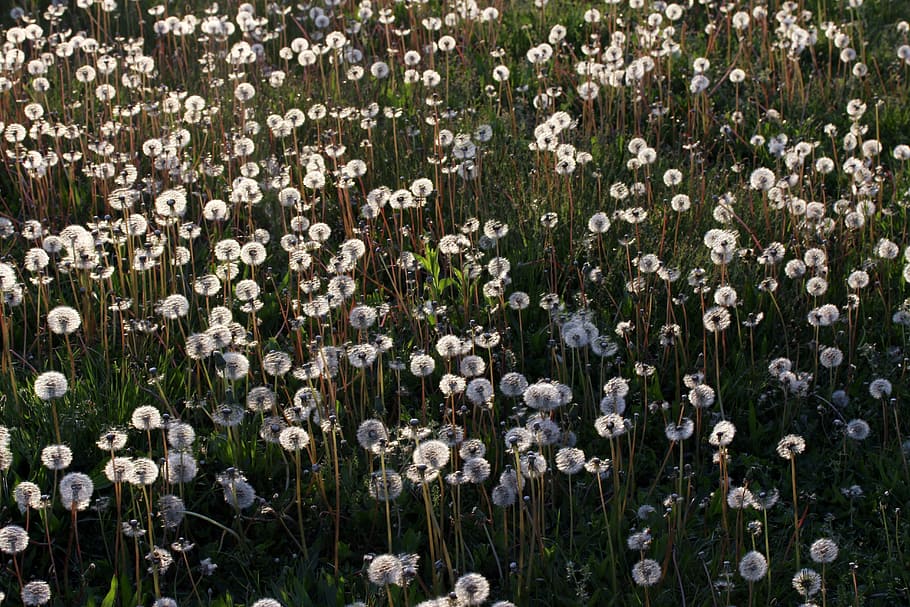 dandelion field taken during daytime, camp, many, nature, wild HD wallpaper