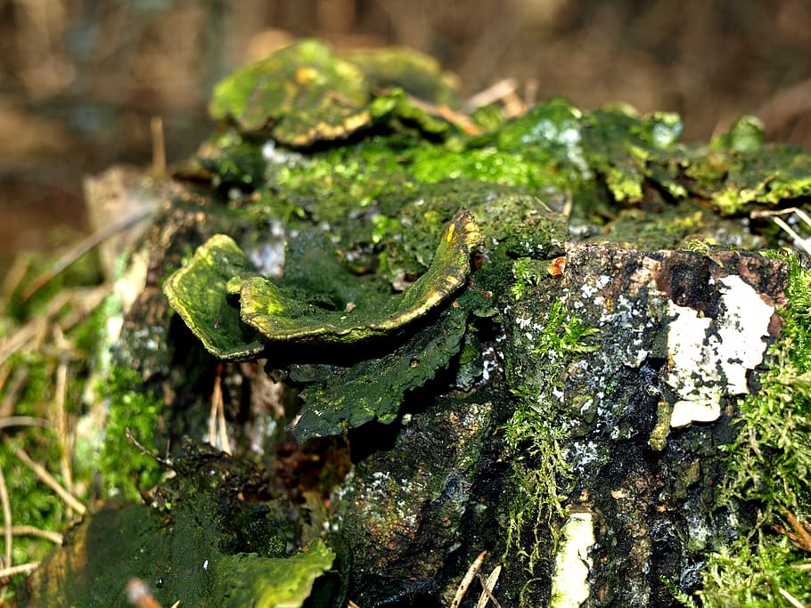 hub, forest, nature, green, mushroom, bronze, the parasite HD wallpaper