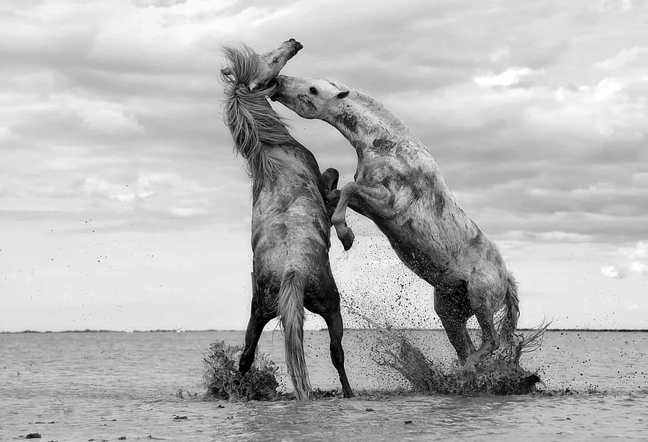 Two Horses Fighting in Shallow Water, animals, photo, grayscale, HD wallpaper