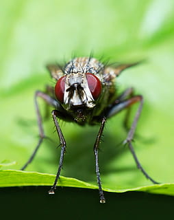 fly, macro, eyes, insect, nature, close, compound eyes, insect macro HD wallpaper