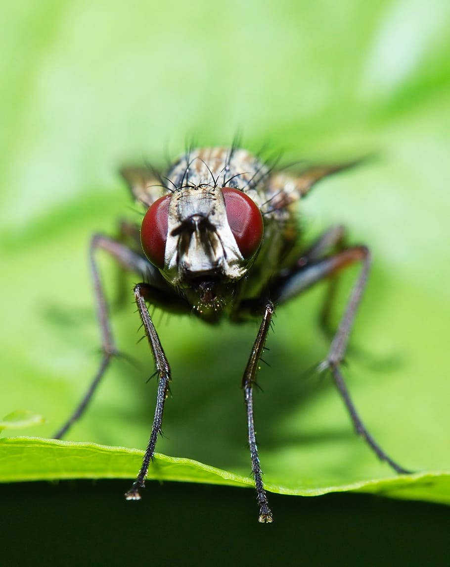 fly, macro, eyes, insect, nature, close, compound eyes, insect macro HD wallpaper