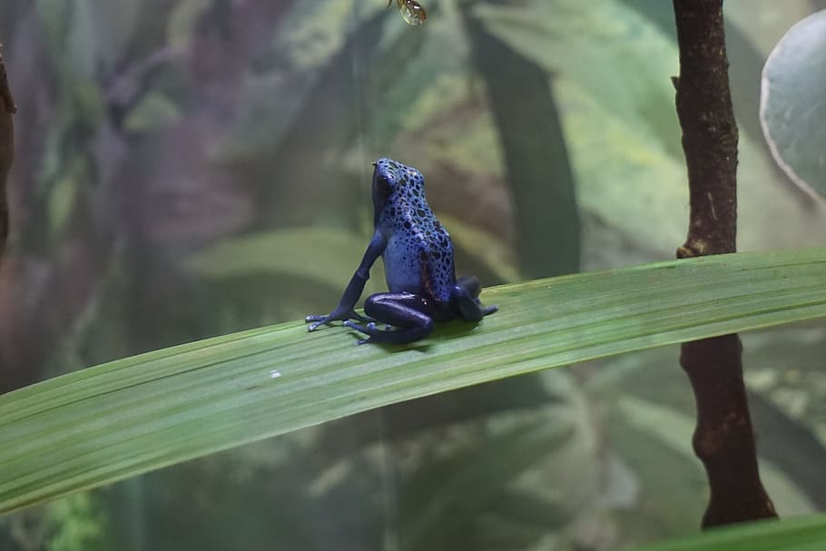 frog, amphibian, blue, animals in the wild, animal wildlife HD wallpaper