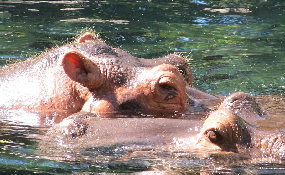 hippopotamus, hippos, portrait, water, big, wildlife, nature, HD wallpaper