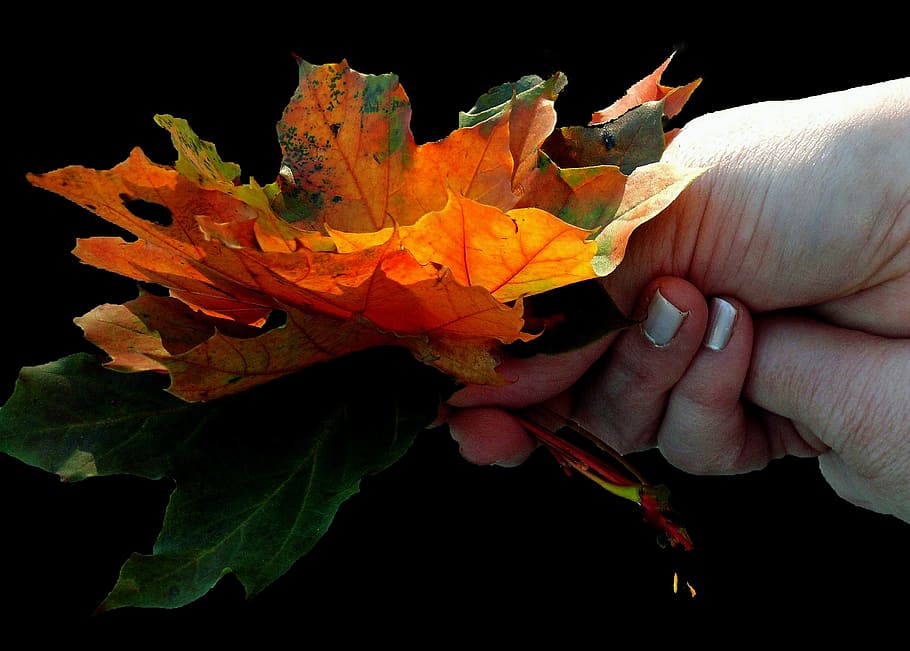 maple, maple leaf, leaves, colorful, colored, autumn, autumn leaf HD wallpaper