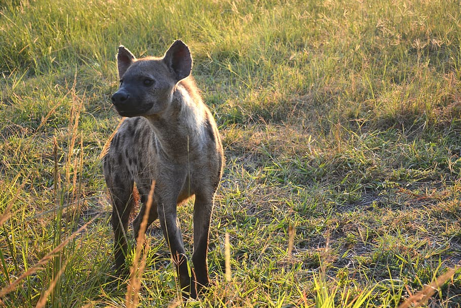 brown and black 4-legged animal on grass field, hyena, predator