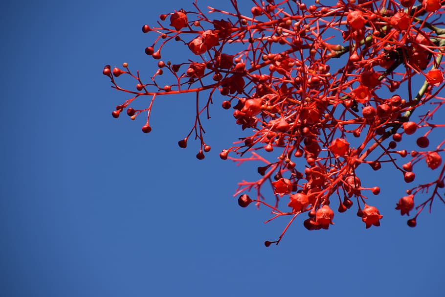 flame tree, red, summer, bloom, fruit, plant, healthy eating HD wallpaper