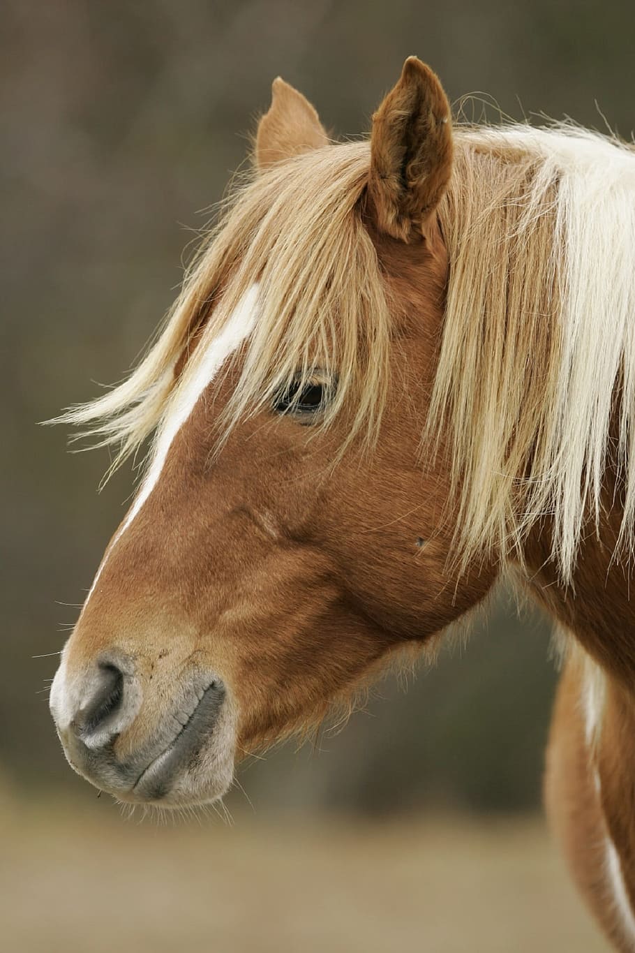 brown and white horse, wild pony, close, head, profile, portrait HD wallpaper