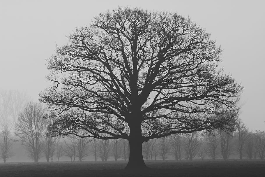grayscale photo of tree, fog, solitaire, autumn, nature, flat land HD wallpaper