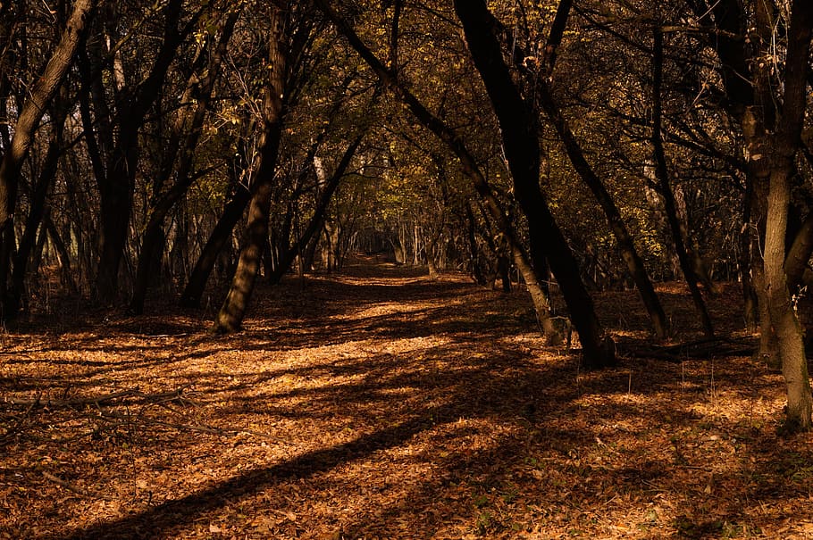 Road, Trees, Walk, Forest, Wood, autumn, nature, foliage, avar HD wallpaper
