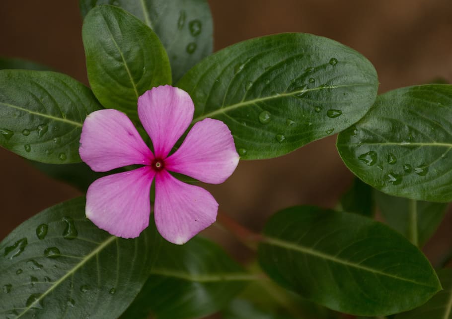 leaf, plant, nature, flower, approach, summer, color, tropical HD wallpaper