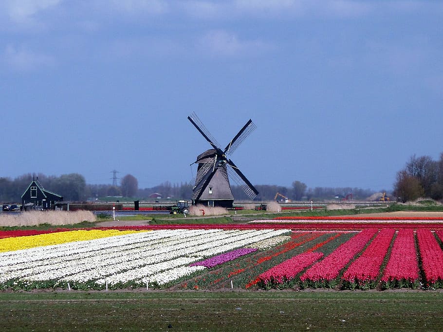 mill, landscape, holland, spring, tulip, dutch landscape, environment HD wallpaper