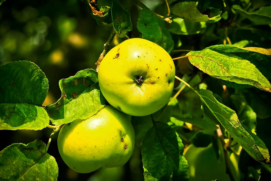 apple, apple tree, fruit, close, nature, food, kernobstgewaechs HD wallpaper