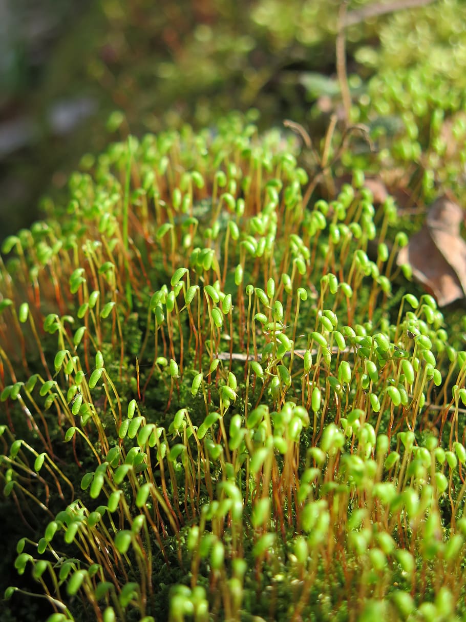 nature, vegetation, forest, growth, green color, selective focus HD wallpaper