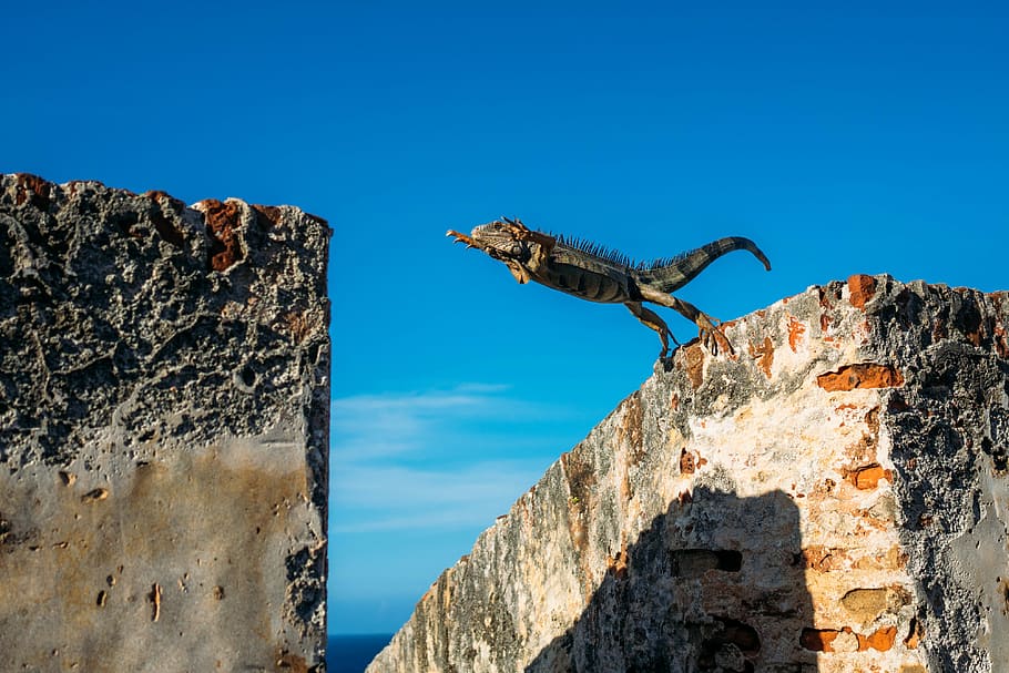 Iguana leaping from building to building in San Juan, Puerto Rico