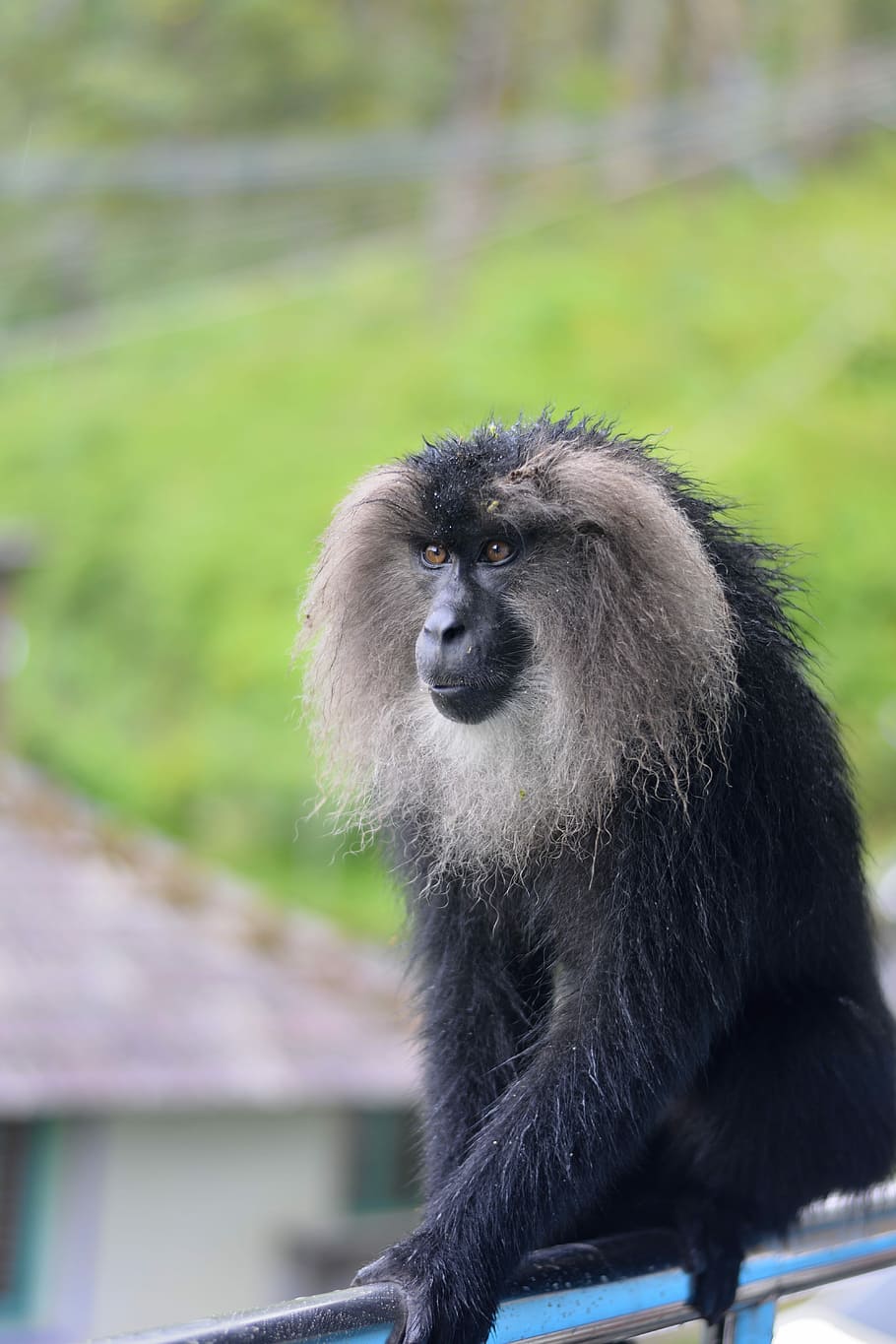 black and gray primate, black and gray monkey on gray metal rail at daytime HD wallpaper