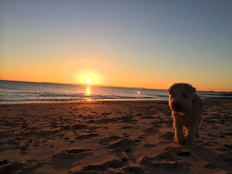christchurch, dorset, sunset, lakeland, terrier, beach, dog, HD wallpaper