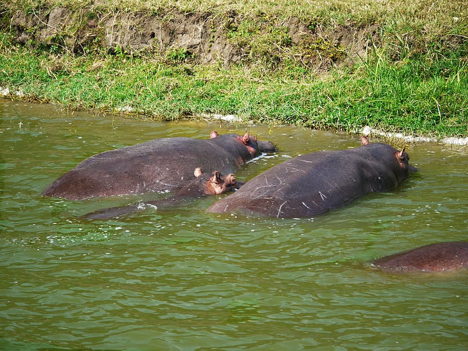 hippos, watering hole, animals, family, baby, doze, uganda, HD wallpaper