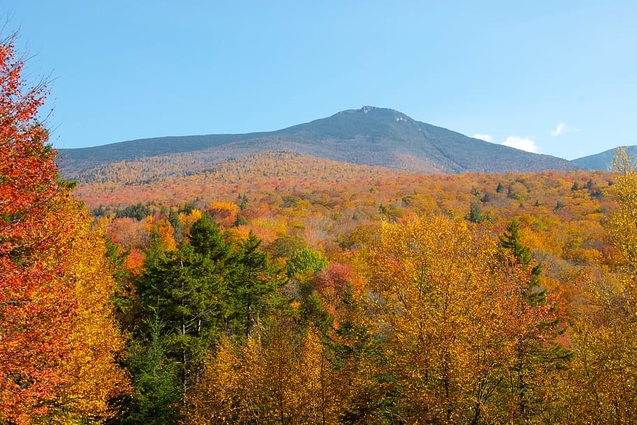 forest, trees, autumn, fall, scenics - nature, plant, beauty in nature HD wallpaper