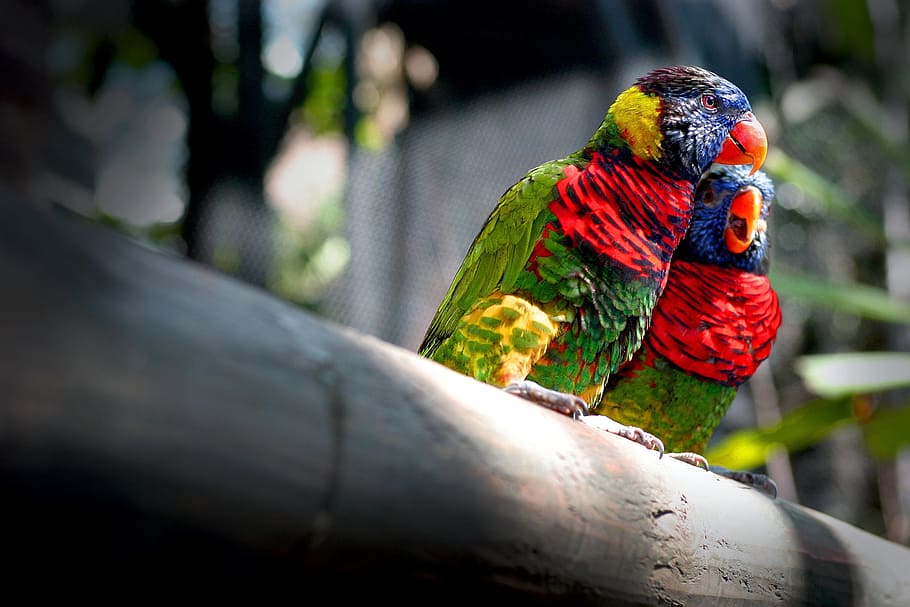 two green-blue-and-yellow birds, inseparable, color, parrots HD wallpaper