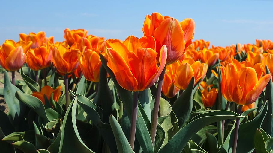tulips, bulbs, spring, holland, tulip fields, flower, netherlands HD wallpaper