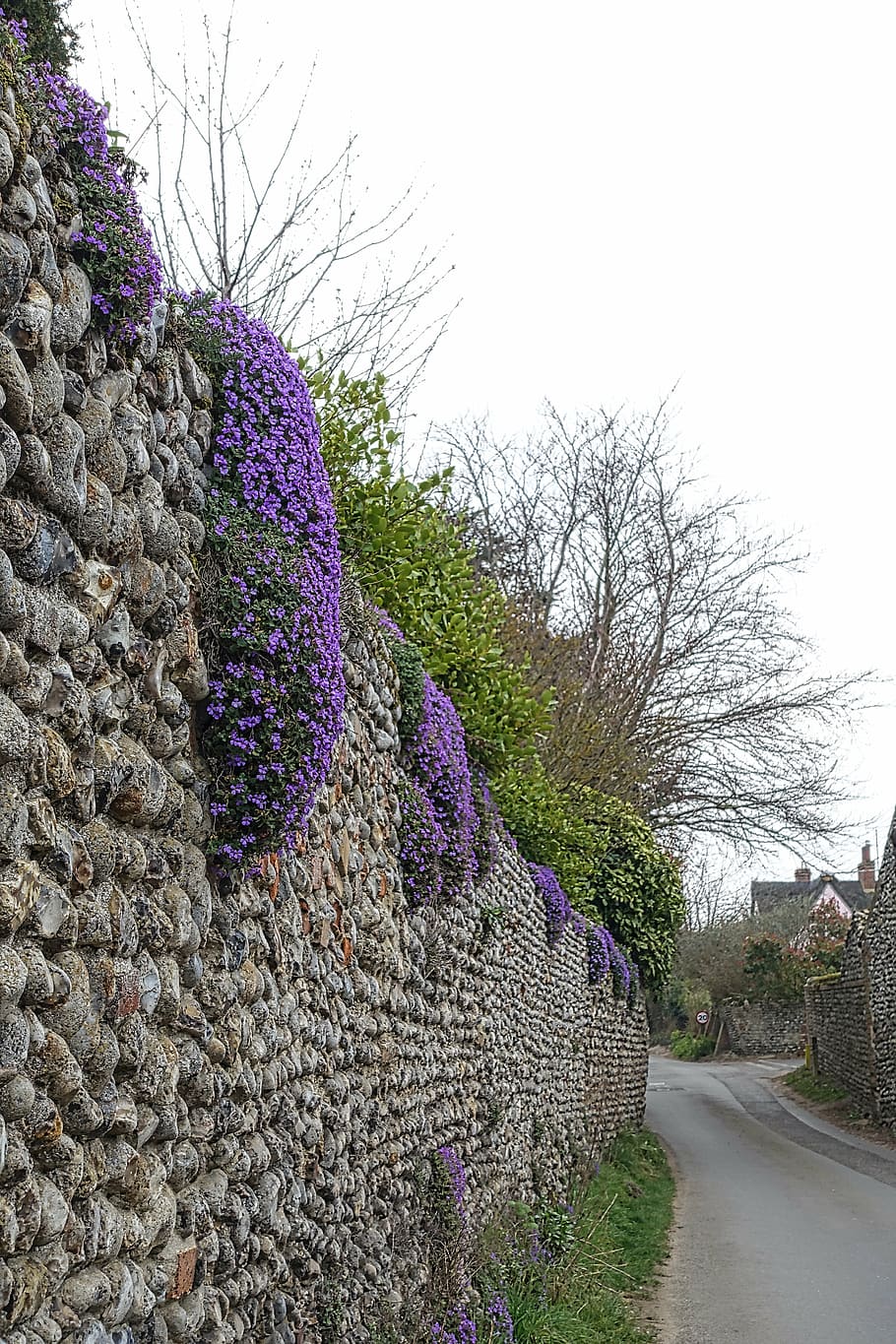 creeper, wall, purple, climber, blooming, decorative, blossom HD wallpaper