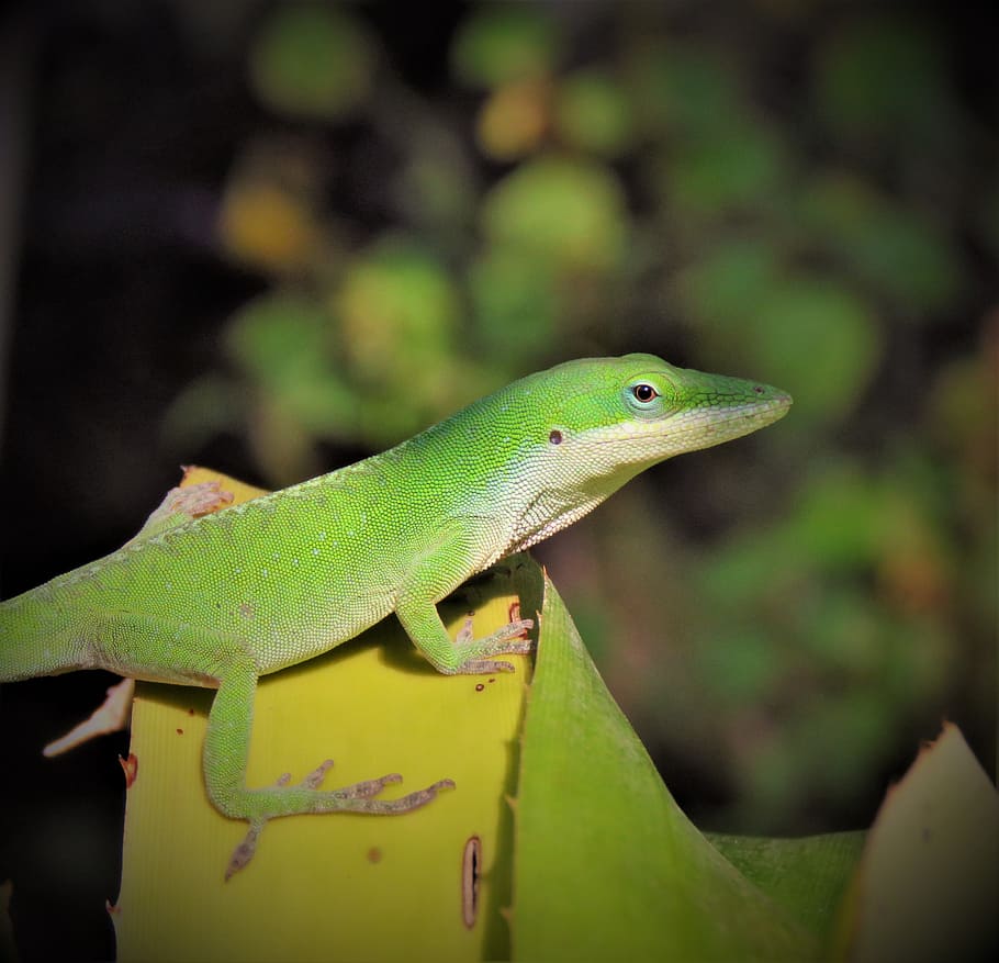 reptile, lizard, wildlife, animal, animal themes, one animal HD wallpaper