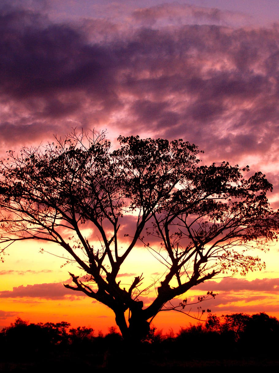 tree, tree isolated, tree branch, tree silhouette black, forest silhouette HD wallpaper