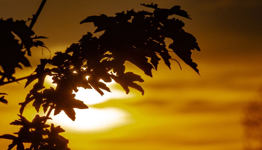 sunset, landscape park, plant, silhouette, plant part, leaf HD wallpaper