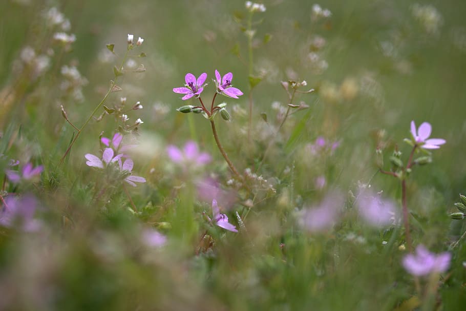 shallow focus photography of purple flowers, camp, violet, small HD wallpaper