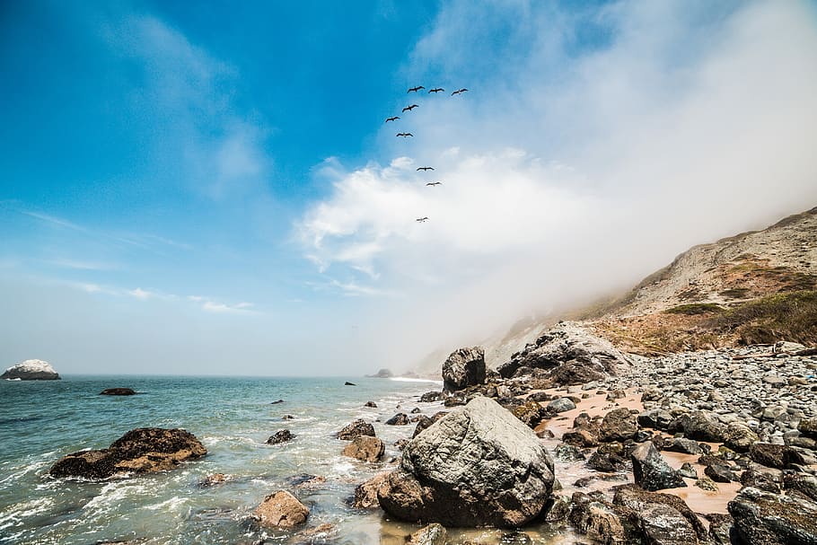 9 Birds Flying Along The Ocean Shoreline, animals, clouds, coast HD wallpaper