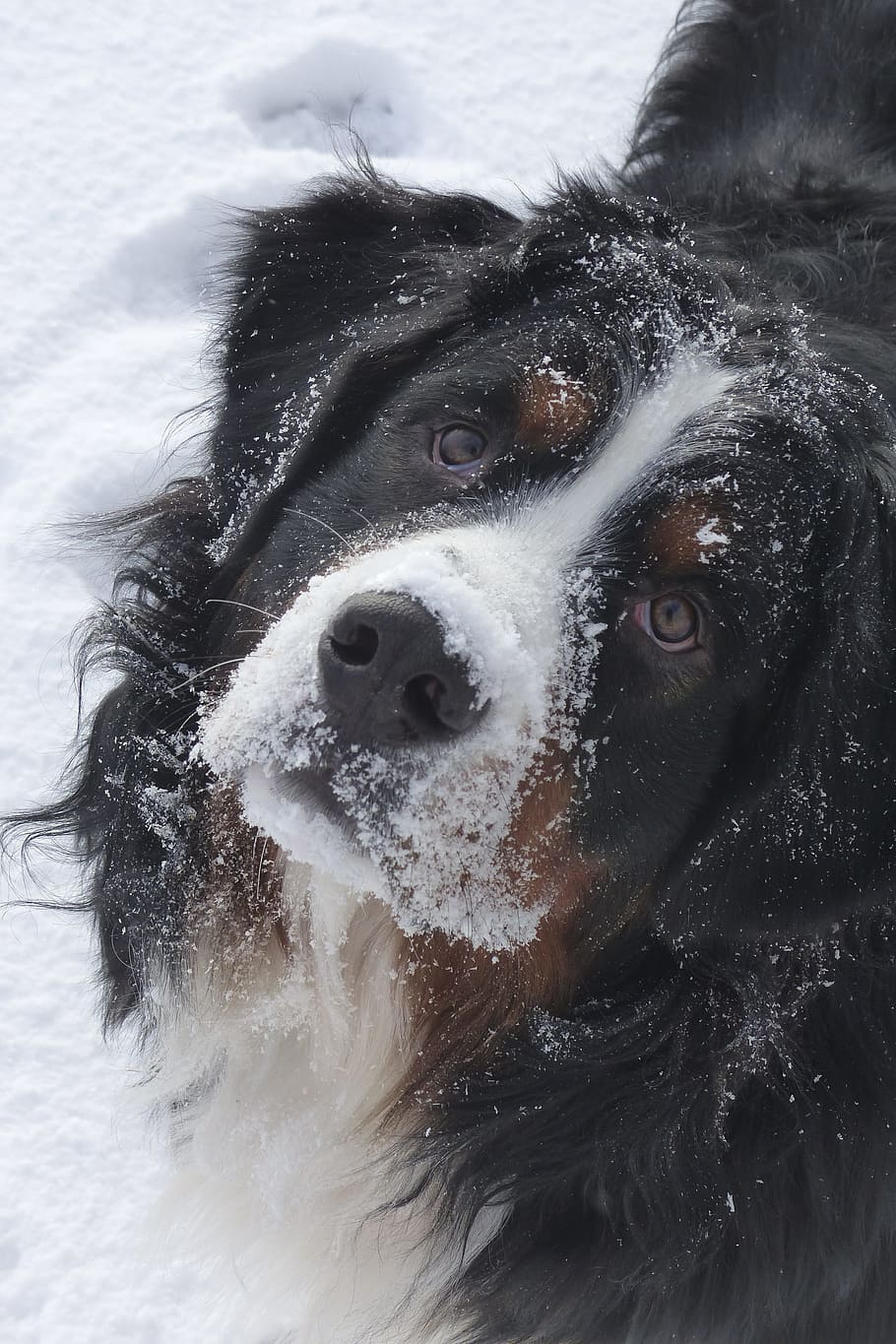 dog, bernese mountain dog, canine, friend, pet, purebred, cute