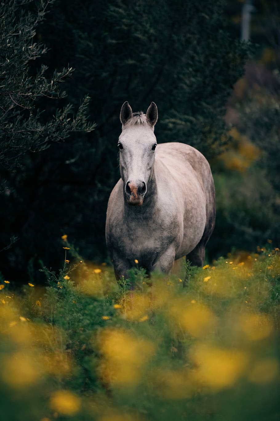 gray horse, gray horse on flower field, animal, stallion, wild