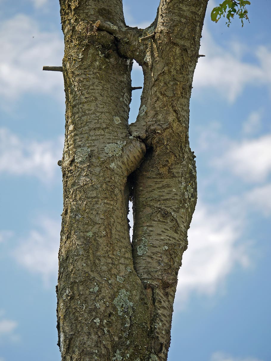 Tree, Separation, Forgive, Overgrown, symbol, together, separated HD wallpaper