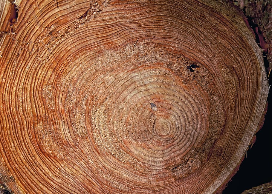 brown wood slab, log, annual rings, like, sawed off, forest, tree, HD wallpaper