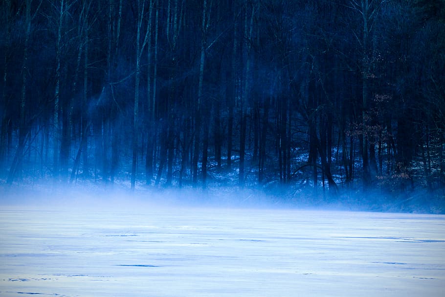 landscape photography of bare trees, white snow field, blue, forest HD wallpaper