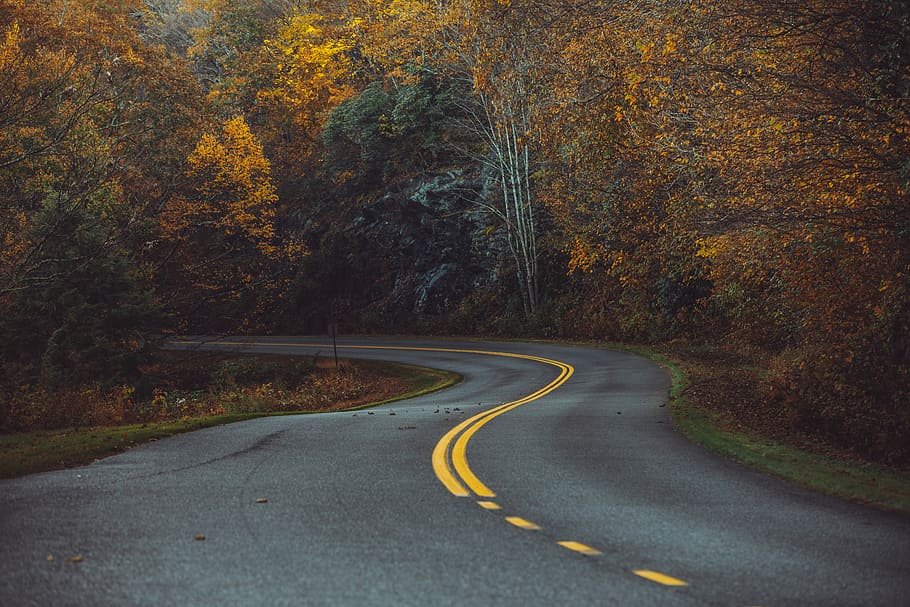 zig-zag concrete road in the middle of woods, curve ahead road surrounded of trees during daytime HD wallpaper