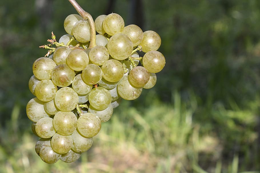 green grapes, fruit, food, healthy, plant, table grapes, wine, HD wallpaper
