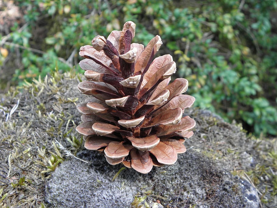 nature, plant, growth, pine cone, day, land, no people, close-up HD wallpaper
