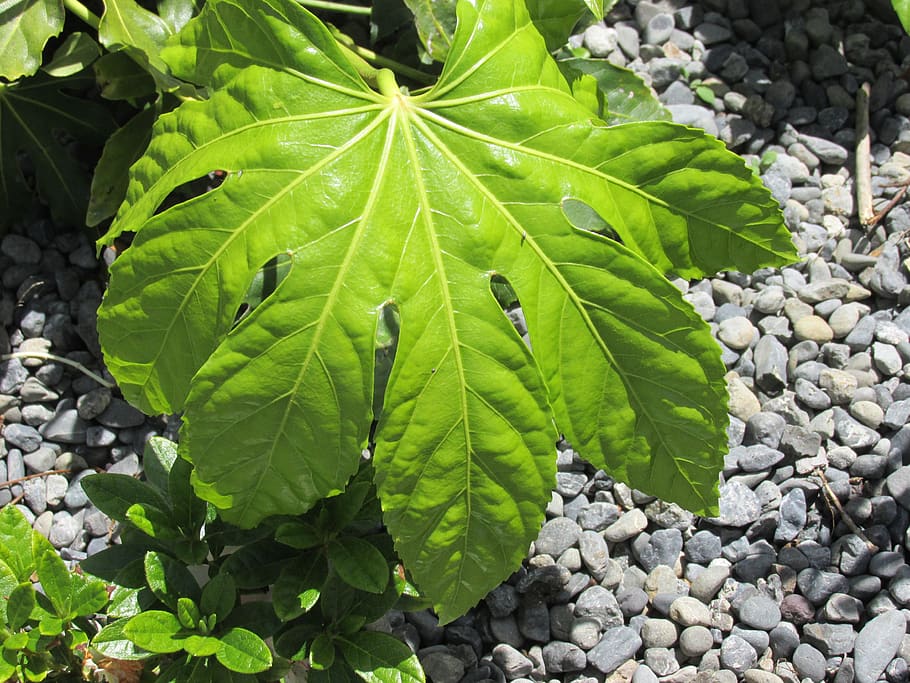 plants, garden, nature, leaf, fatsia japonica, plant part, green color