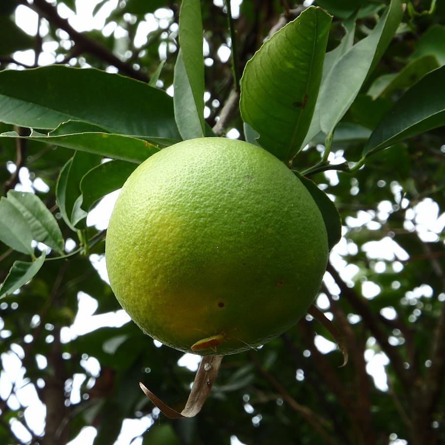 fruit tree, grow, pest, bugs, garden, ripen, branch, leaves HD wallpaper