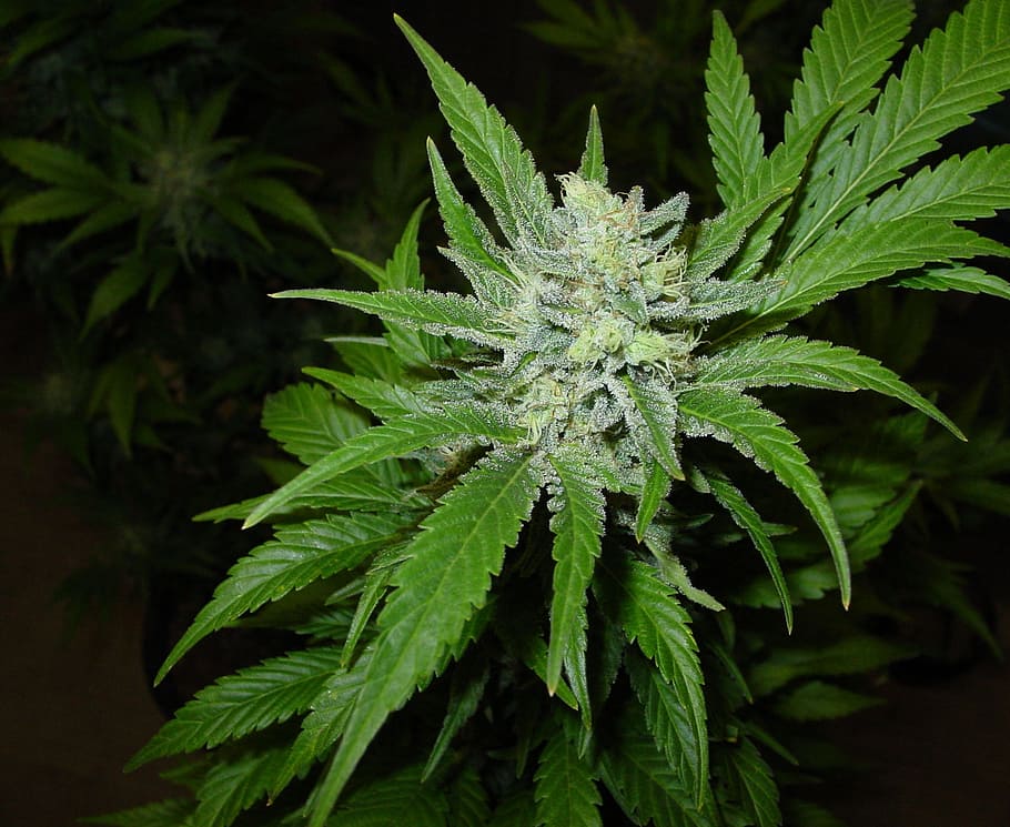 close-up photo of marijuana plant, Northern Lights, Medical, Marijuana, HD wallpaper