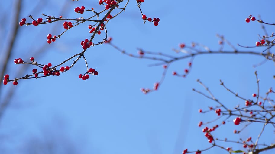 berries, landscape, bush, tree, nature, branch, berry, plant HD wallpaper